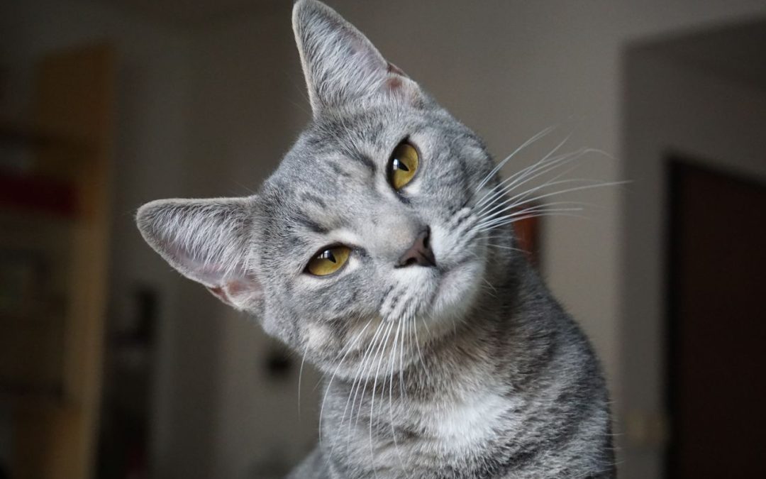 Guarda y Custodia de Mascotas: Una Nueva Realidad Legal en España